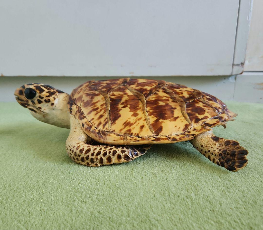 y【超美品】ウミガメの剥製 タイマイ 国際希少野生動植物種登録票有