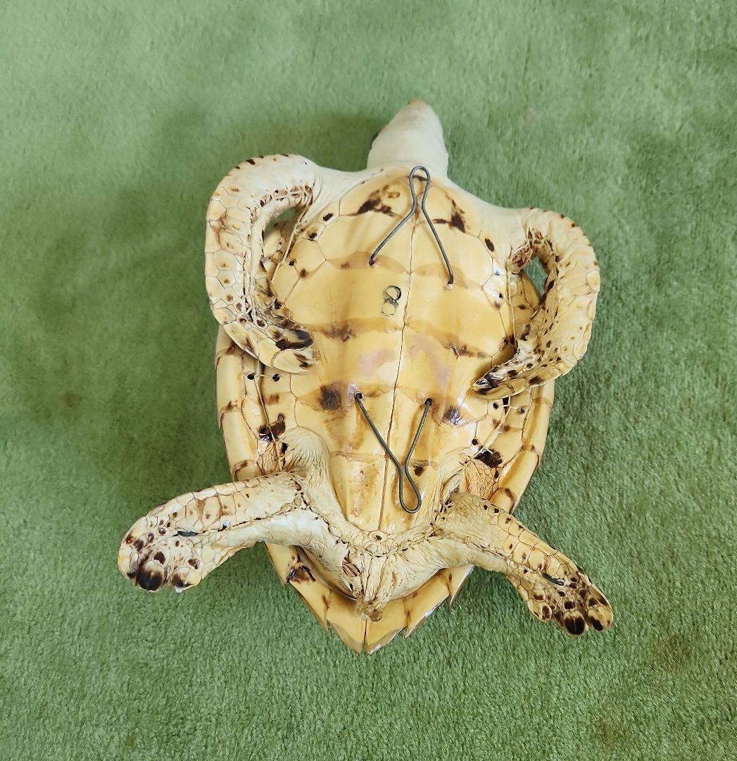 y【超美品】ウミガメの剥製 タイマイ 国際希少野生動植物種登録票有