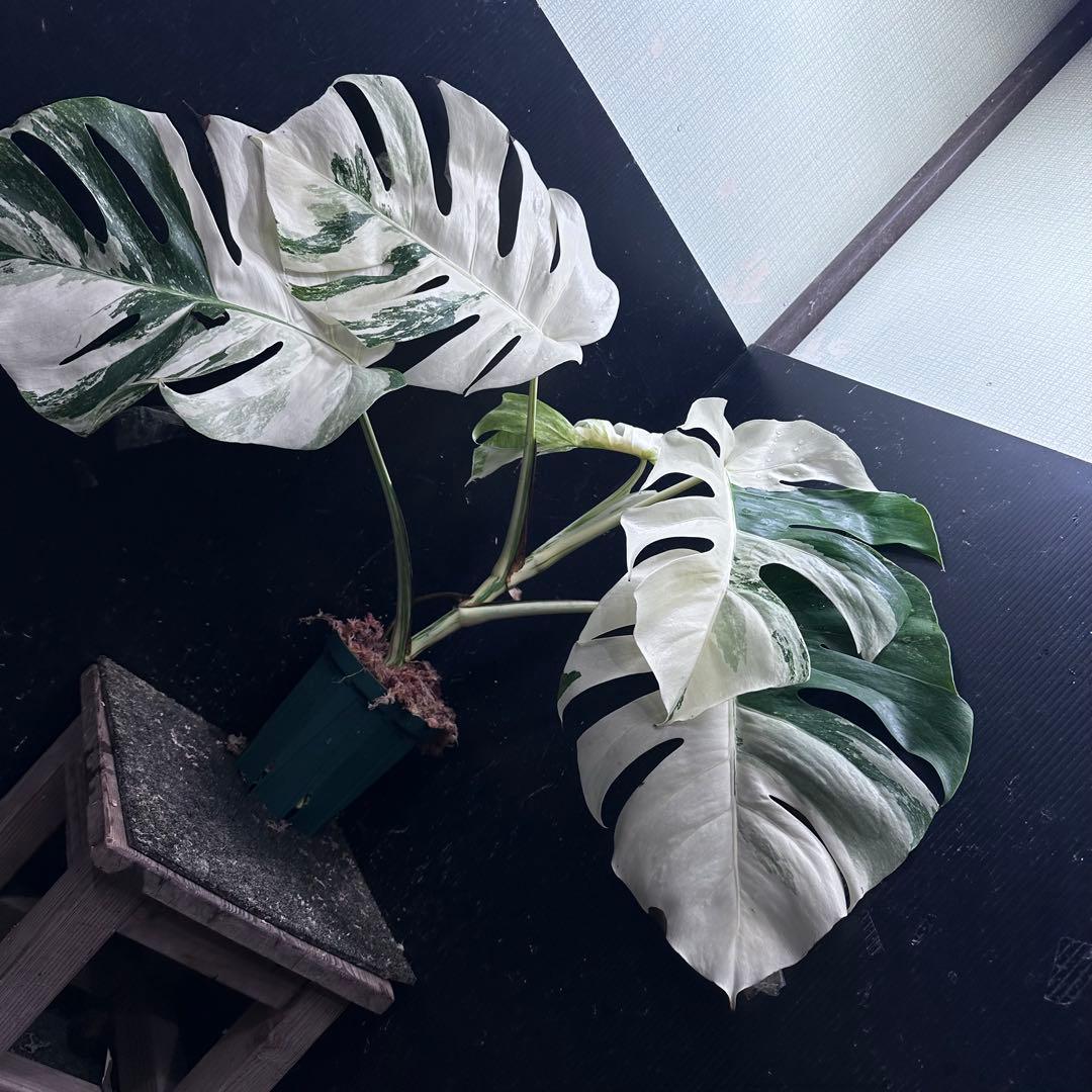 D*l様 斑入りモンステラ ホワイトタイガー極美大株56cm白斑多 - メルカリ