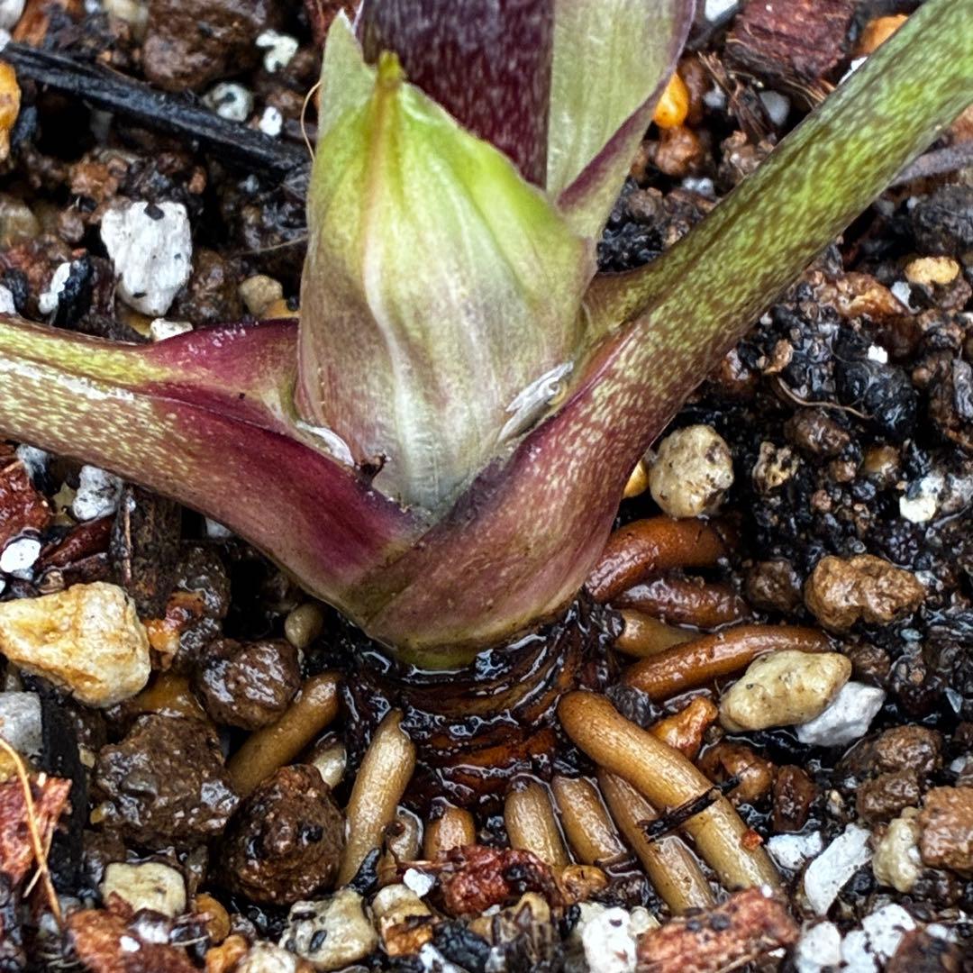 ラ*ク様 3469☘️花、タグ付き☘️⭐️あずき色⭐️小輪⭐️コロコロカップ⭐️