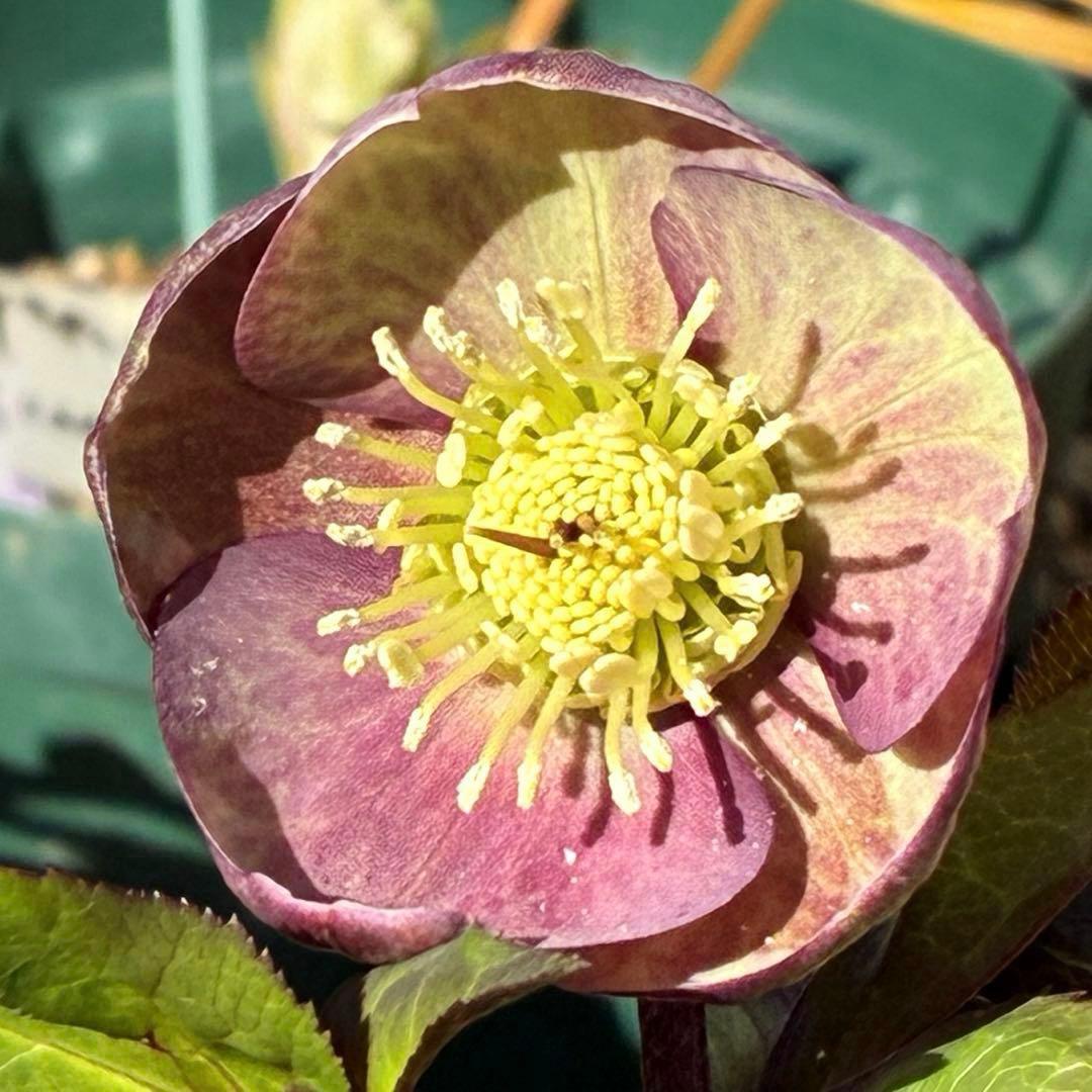 ラ*ク様 3469☘️花、タグ付き☘️⭐️あずき色⭐️小輪⭐️コロコロカップ⭐️