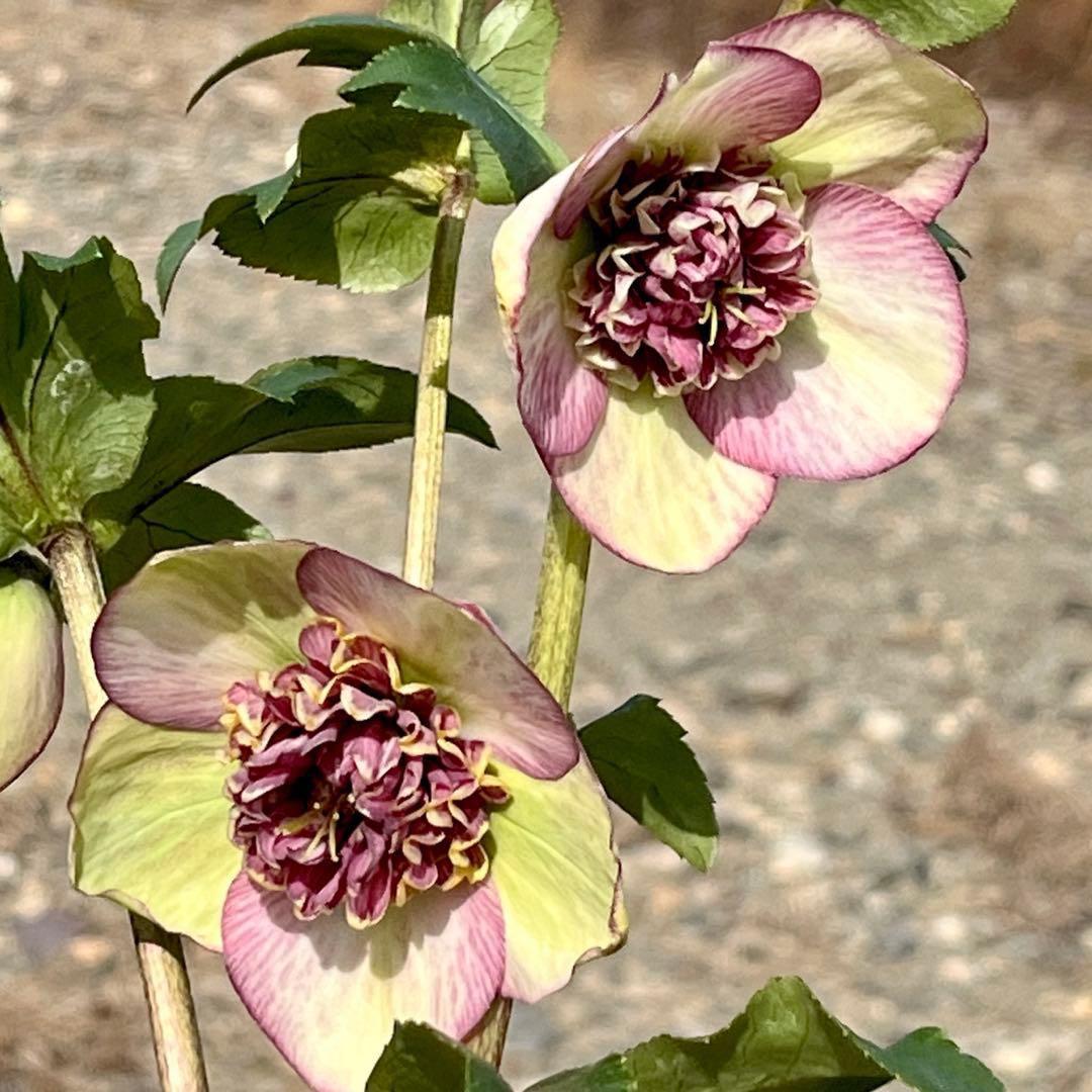 ヒ*イ様 ☘️限定1株☘️未株分け☘️蕾付き☘️3355⭐️プリマドレス⭐️色抜