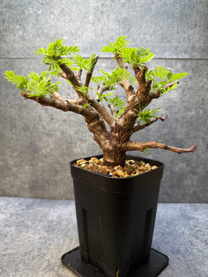 センナ メリディオナリス 海外実生 発根済み 499 - メルカリ