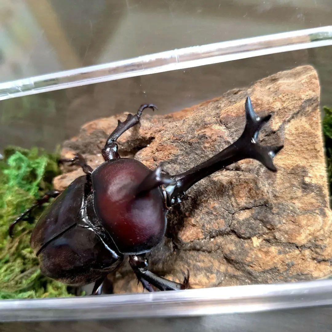 角スゴ長特大ワイルド野生赤レッド角長カブトムシ標本82mm頭角幅19mm