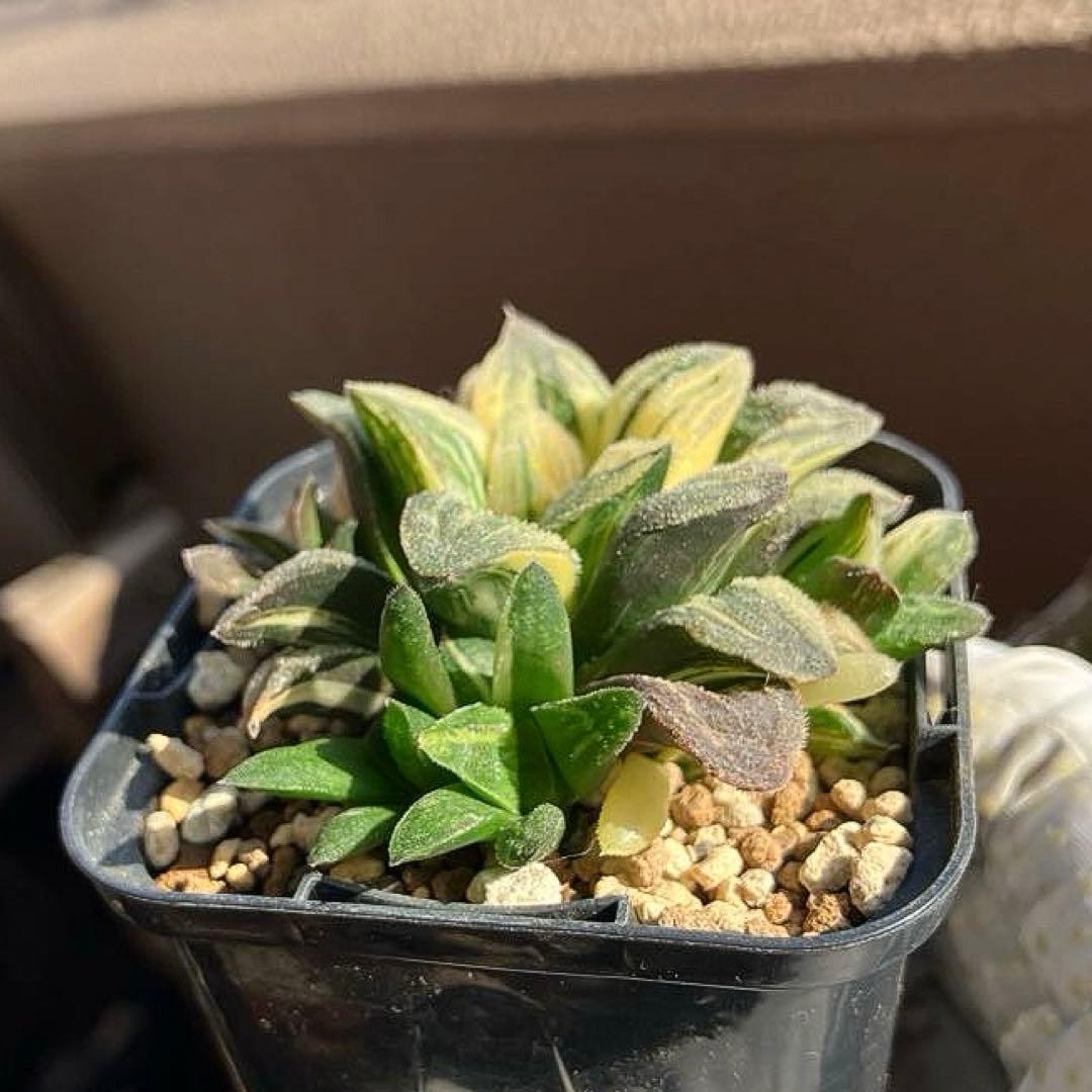 ハオルチア タイガーピグ 錦 極上斑 群生 - メルカリ