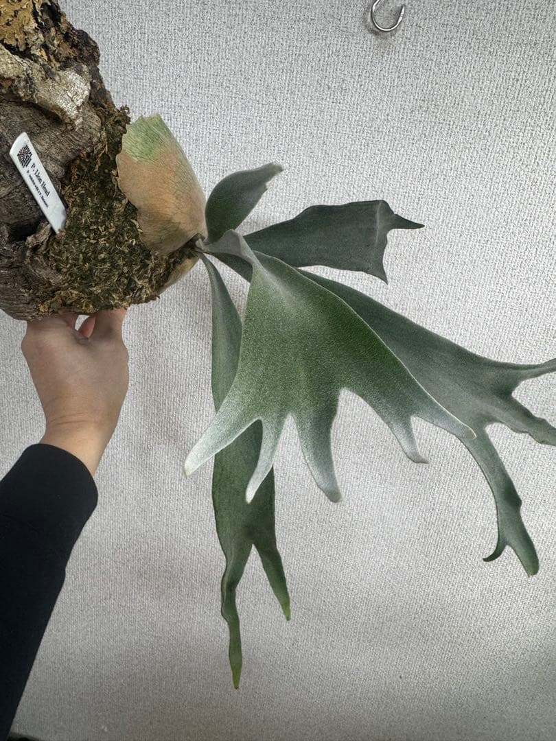 良い P. Lion Head ライオンヘッド ビカクシダ 株分け OC コルク