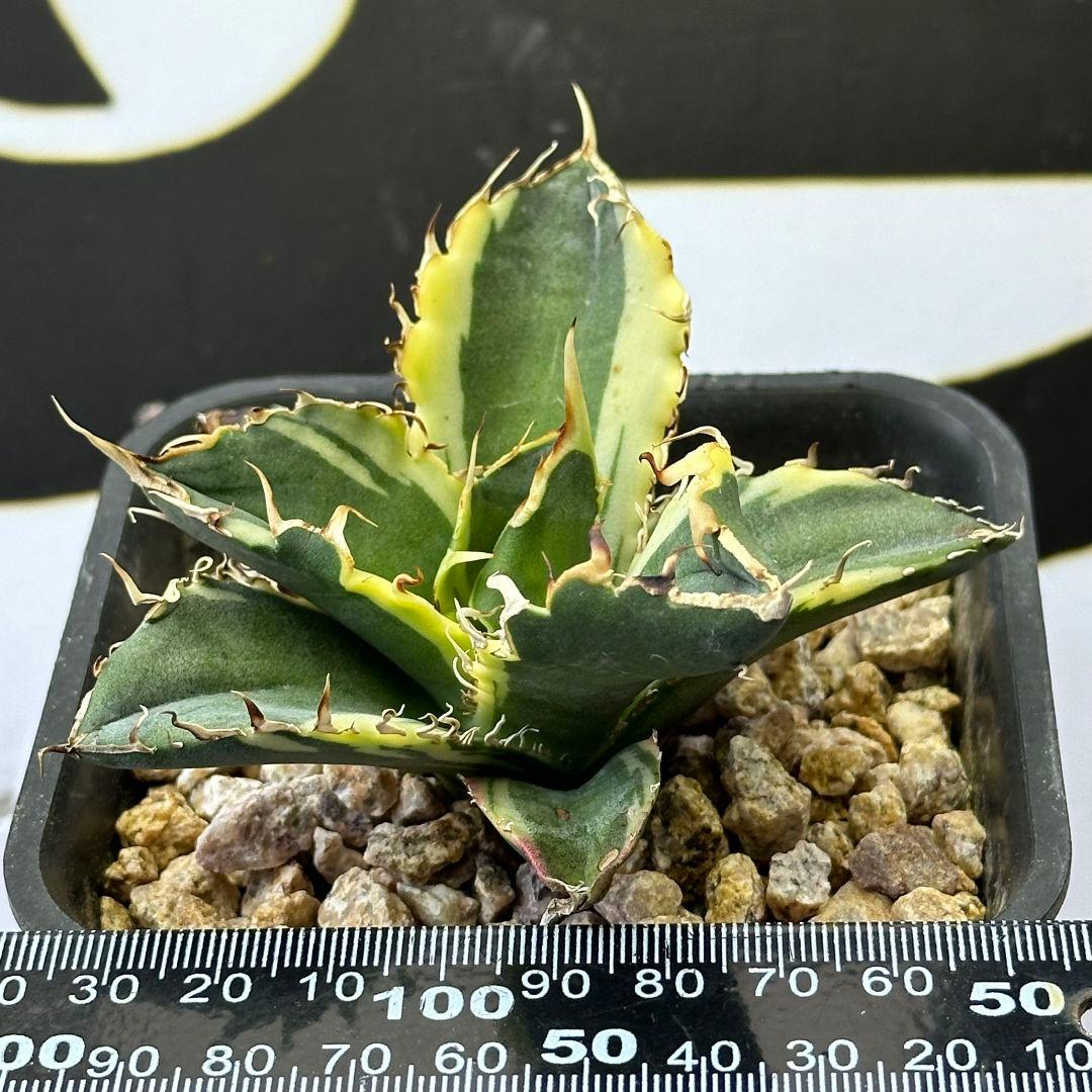 035【上澳園芸】 アガベ チタノタ 白鯨錦（永久斑）安定錦 - メルカリ