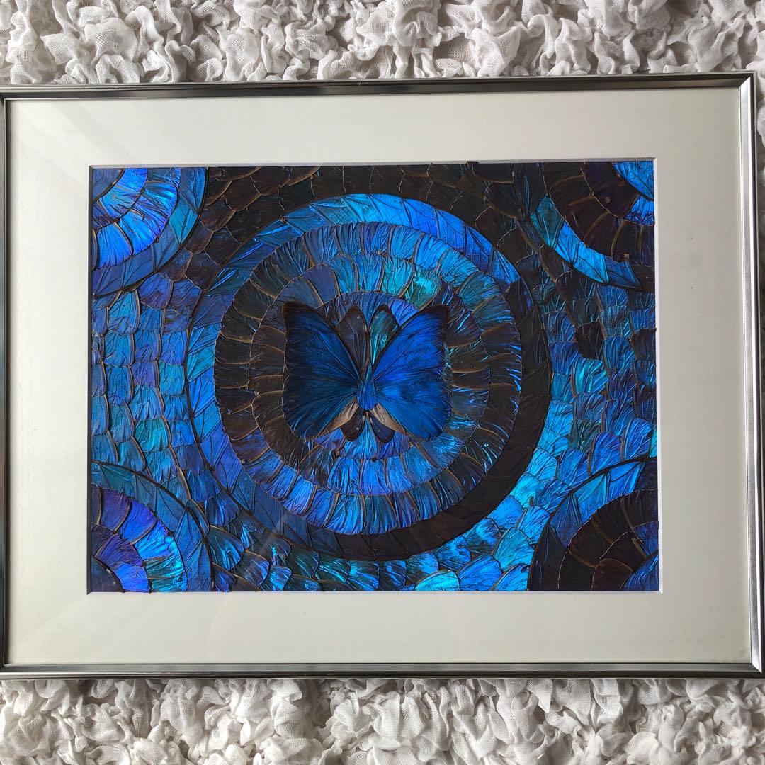 希少　モルフォ蝶 飾り額 標本　コレクション　アクセサリー素材 蝶 標本タイプ額 （オオルリアゲハ・ヘレノールモルフォ) フォト