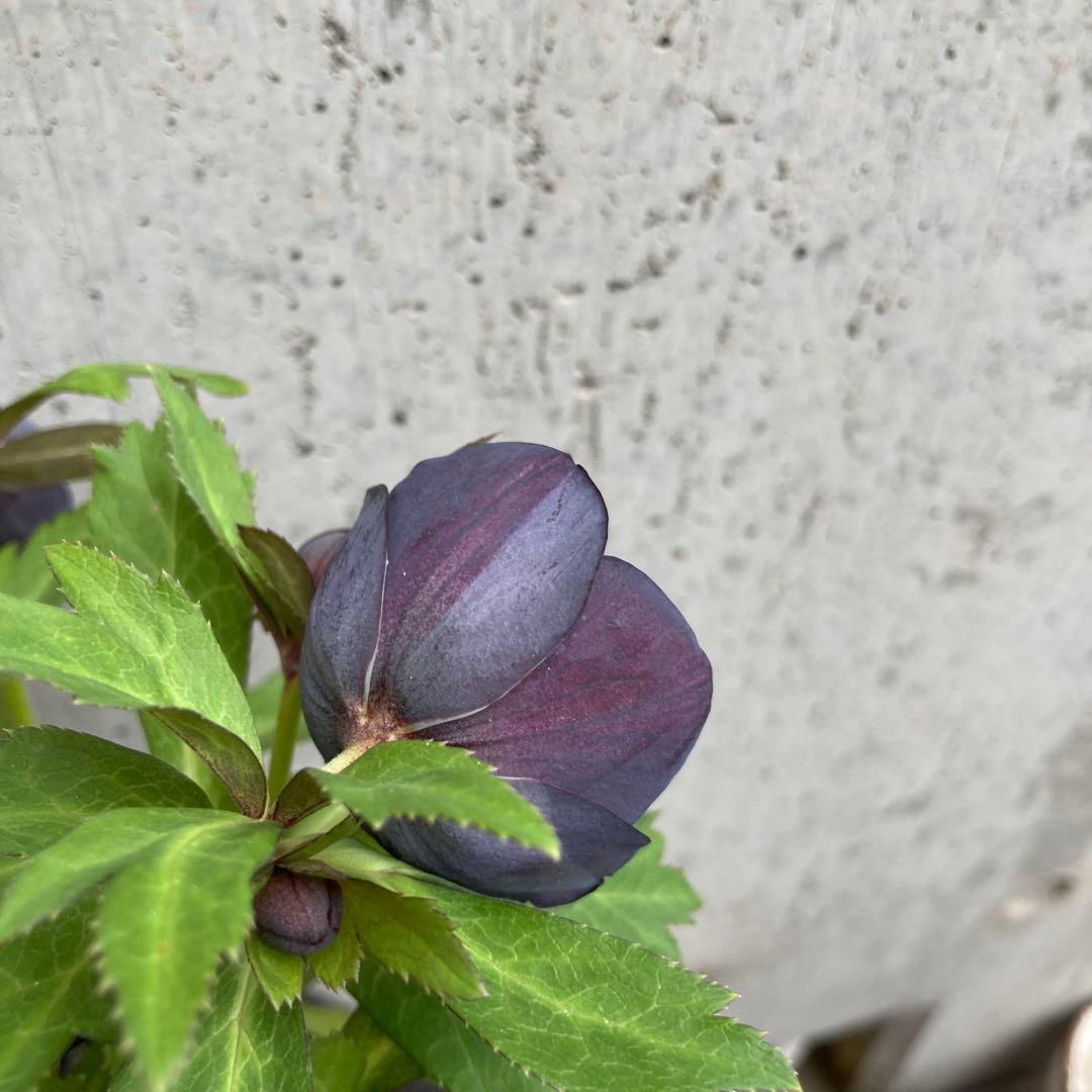 クリスマスローズ 開花株 4寸 広瀬園芸 - メルカリ