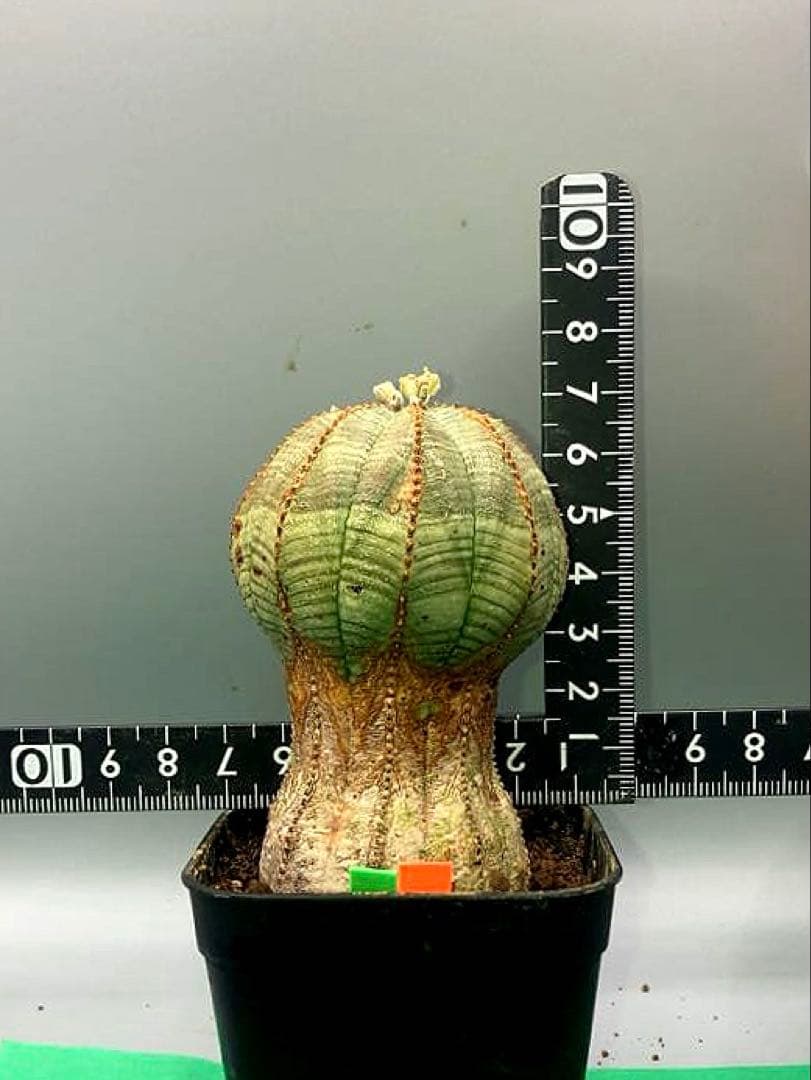 《2.5号GO》ユーフォルビア　オールドオベサ　雄株