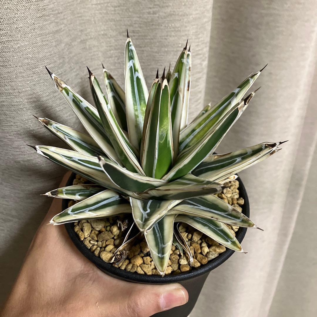 アガベ 笹の雪 氷山 アガベ・笹の雪「氷山」の購入と成長記録 | アガベの成長をただ記録