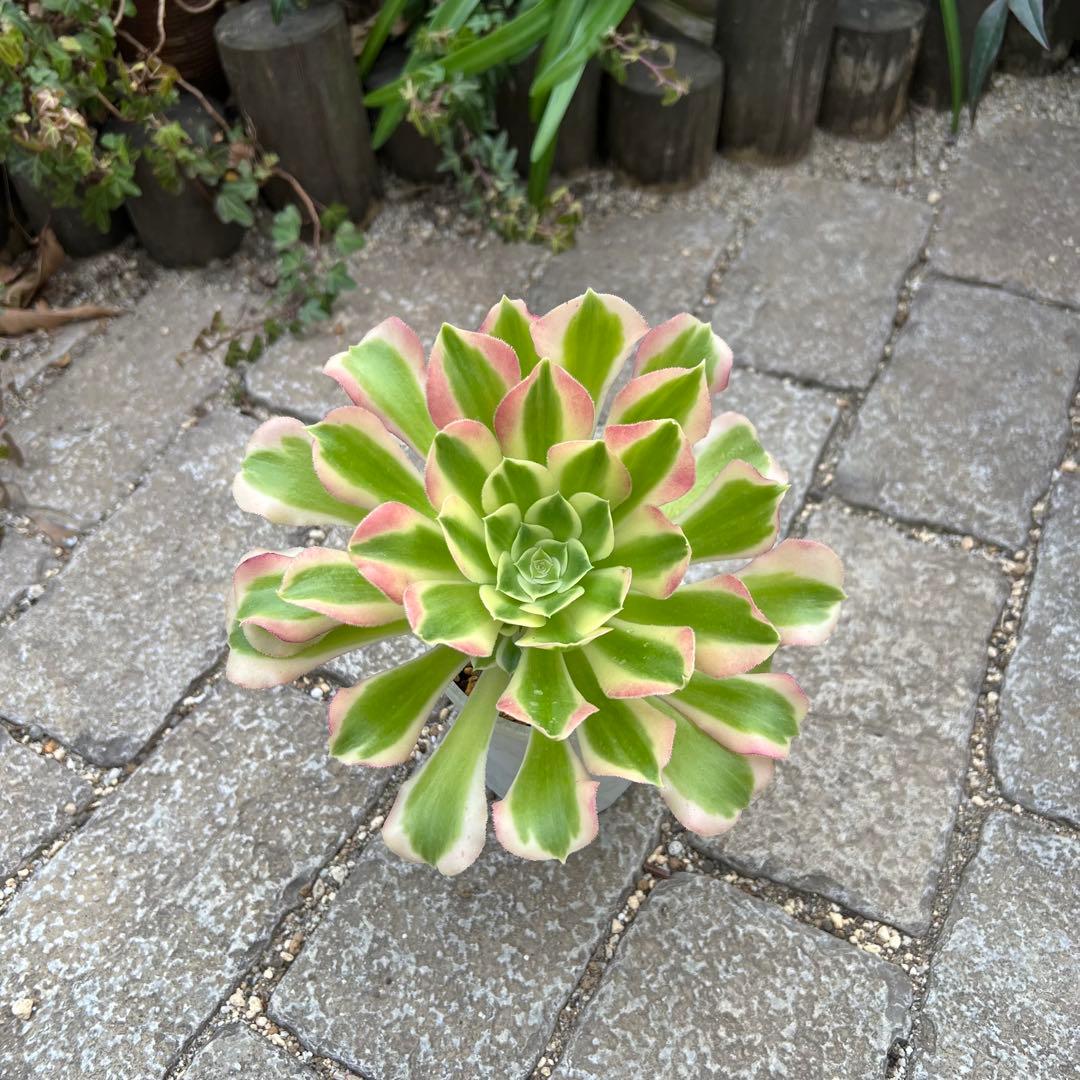 多肉植物 アエオニウム 白鳳錦 抜き苗 ◎メルカリ便◎ - メルカリ
