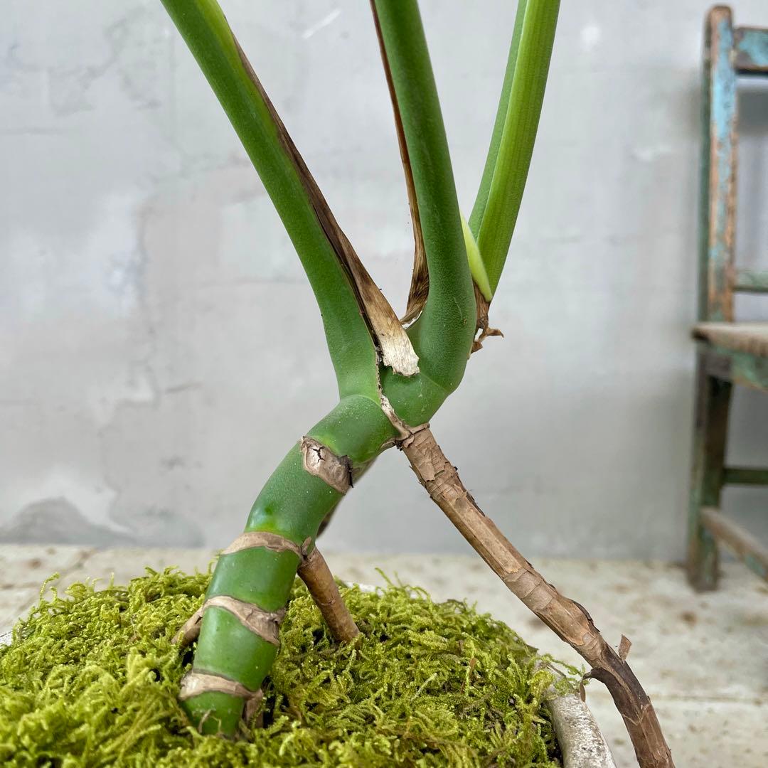 根上がり モンステラ 天然苔盆栽仕立て 陶器鉢 植え込み発送 - メルカリ