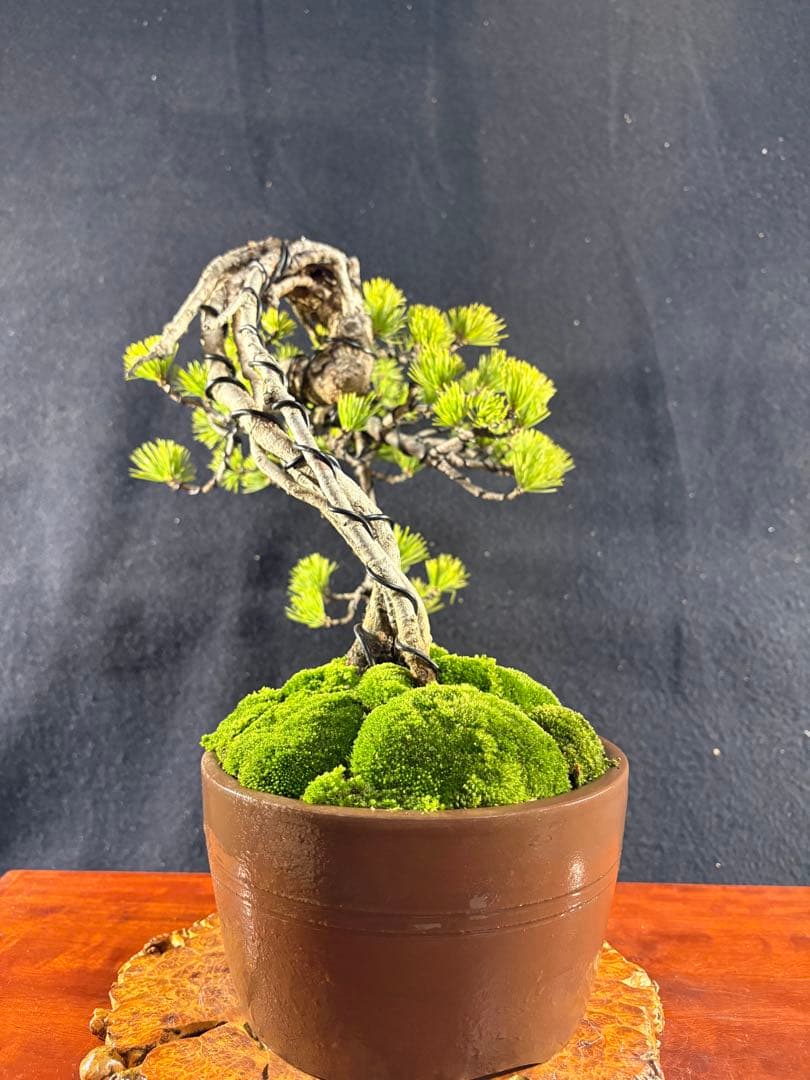 貴風盆栽、赤石五葉松、根上り、懸崖作り 目立った傷や汚れ無し - メルカリ