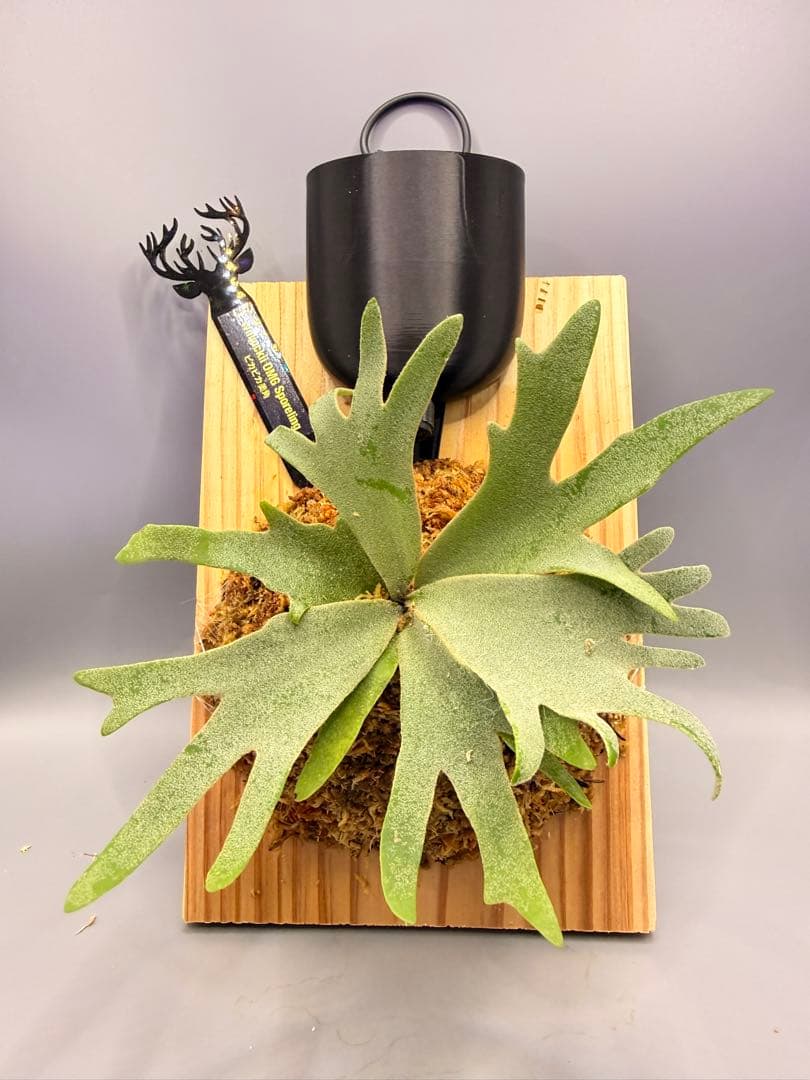 極大サイズ ビカクシダP.willinckii OMG spore - メルカリ