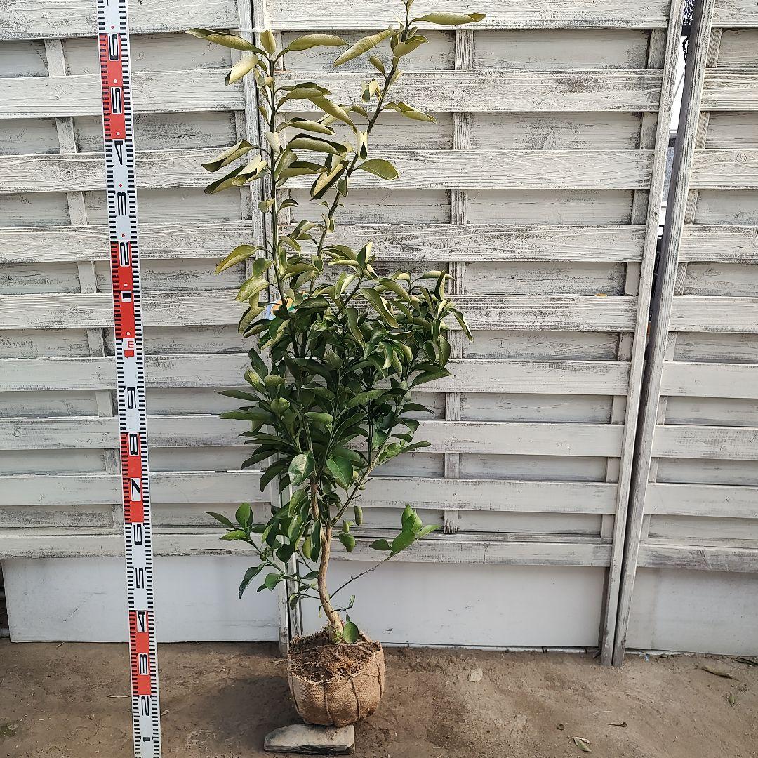 まゆゆゆさま専用 獅子柚子 3年生 大苗