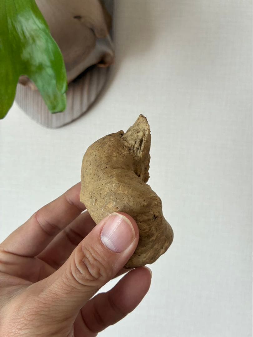 特大 布袋石 耳骨 化石 クジラ イルカ 鉱物 貝殻 ビーチコーミング