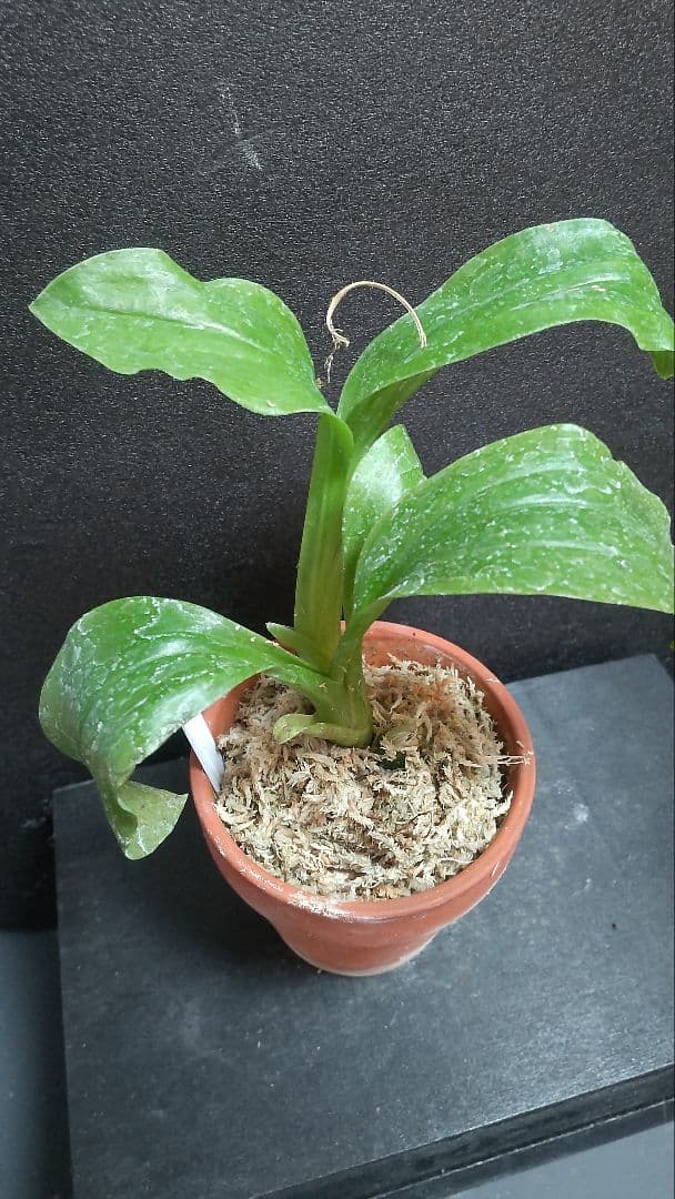 も*ん様 山野草・ホザキラン(希少種！ホザキラン) - メルカリ