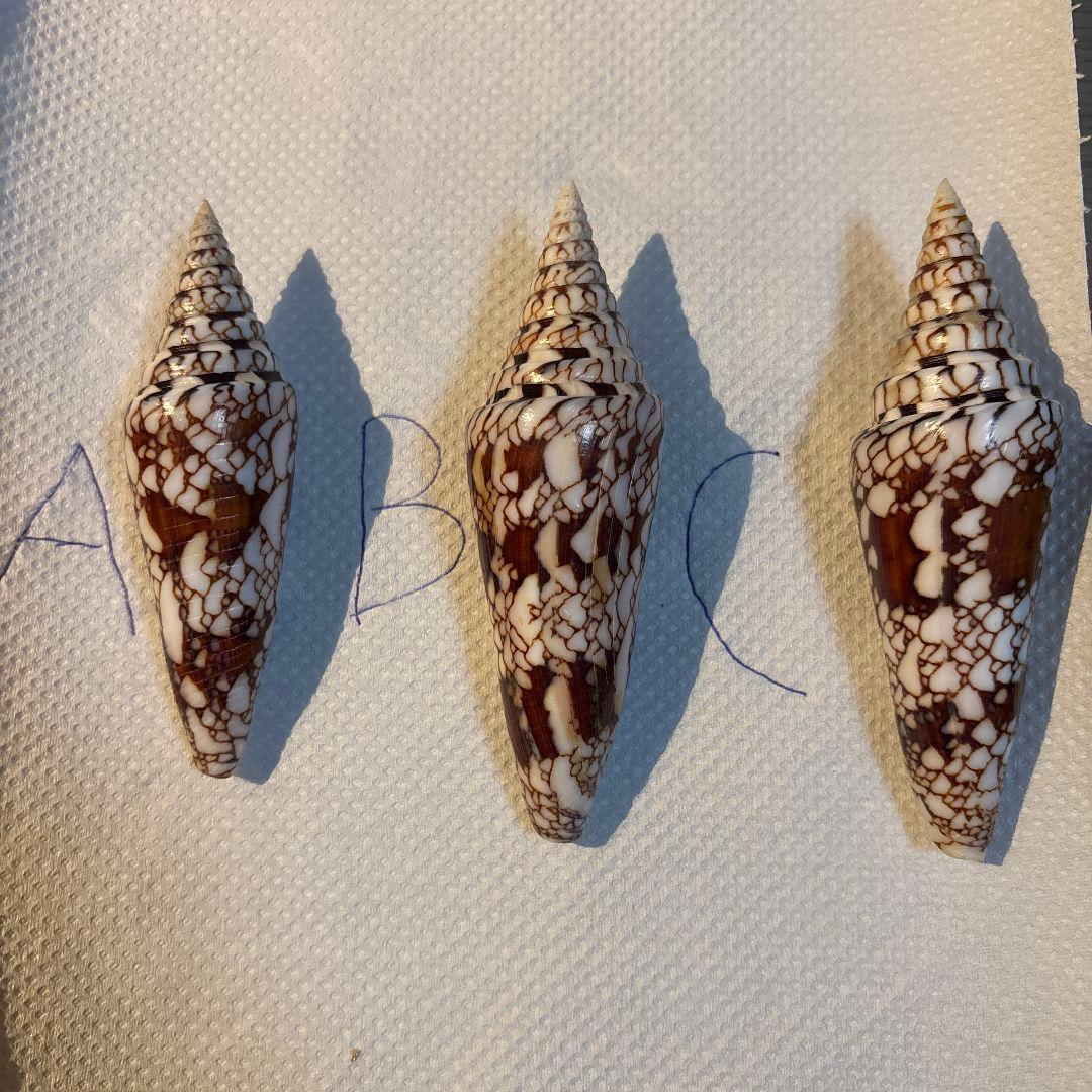 貝殻 イモガイ \"Milneedwardsii” 赤と白いストライプ