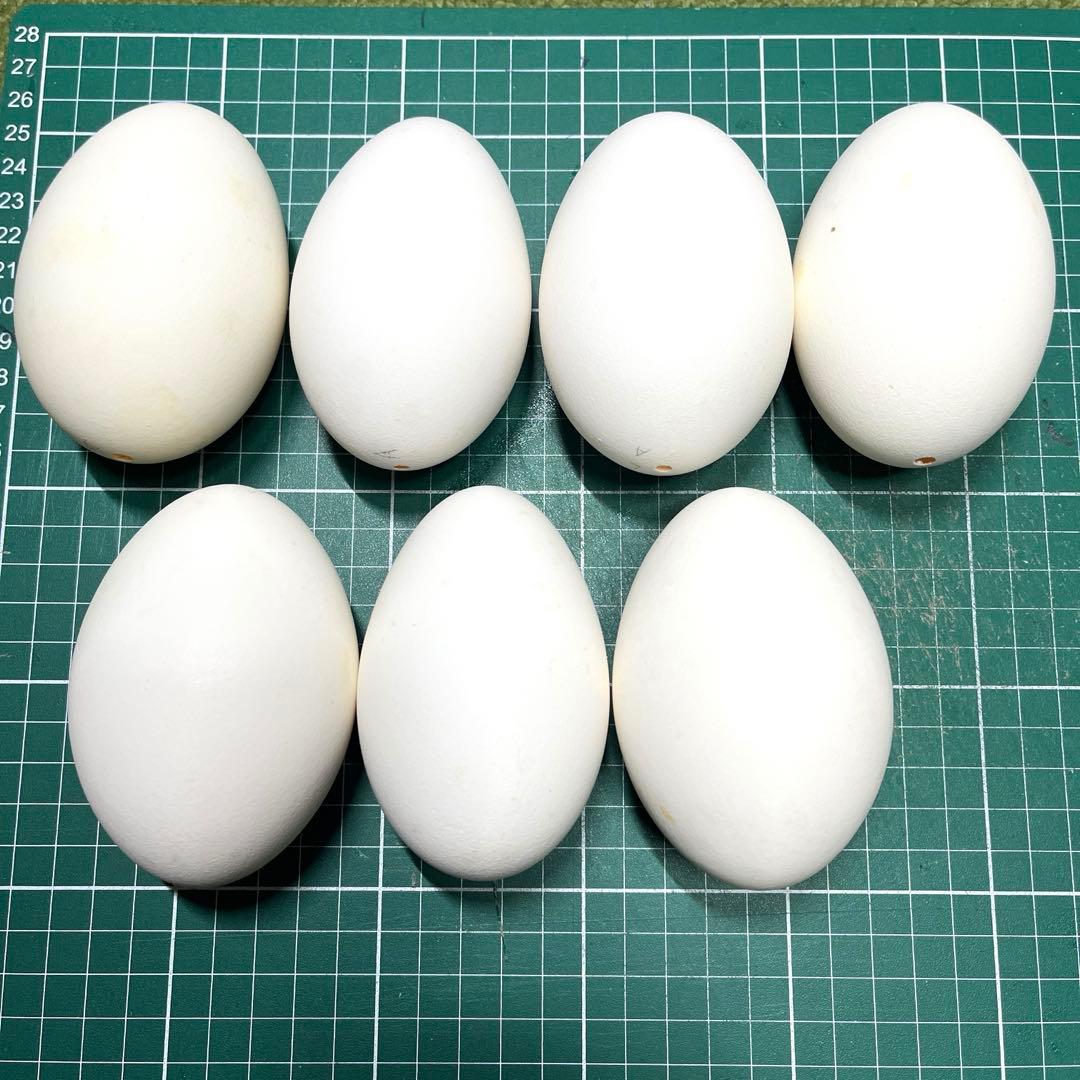 エッグアート材料 グース卵 7個 - メルカリ