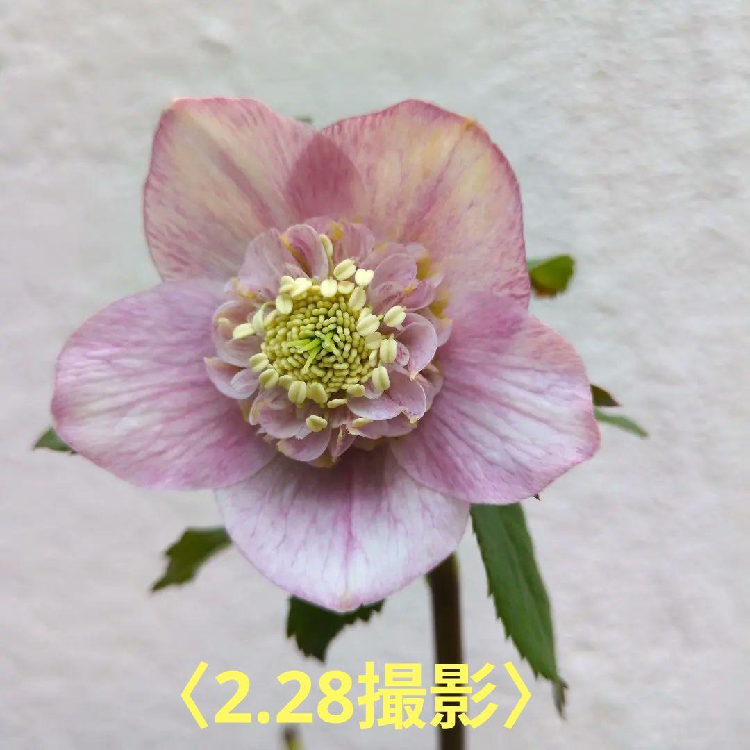 クリスマスローズ セミダブル ピンク系 株分け苗 〈加藤農園〉 - メルカリ