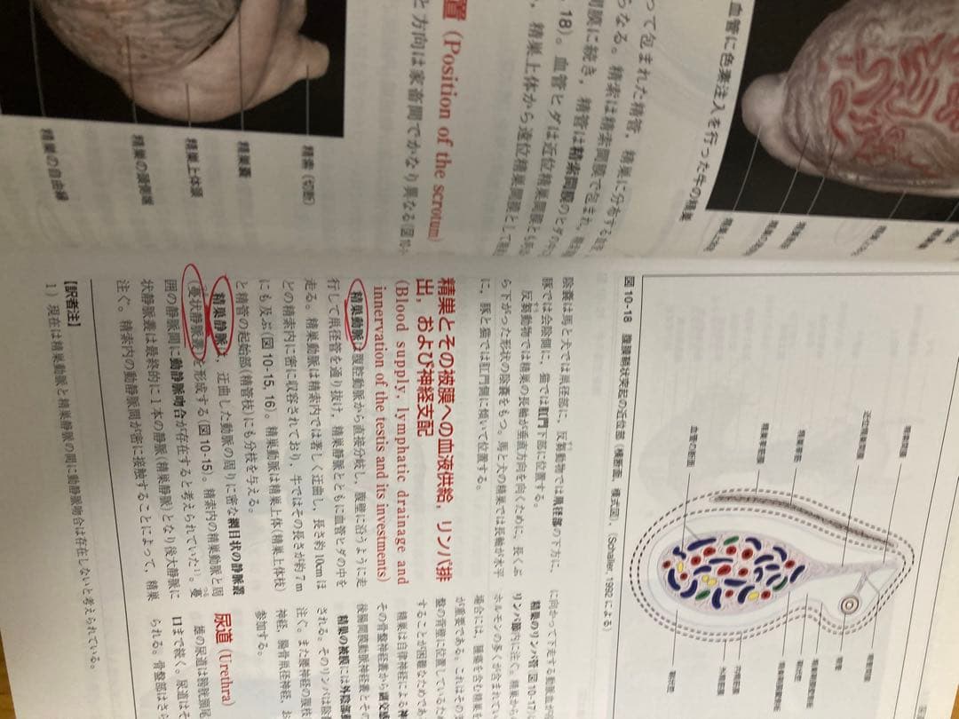 カラ―アトラス 獣医解剖学 上巻・下巻 - メルカリ