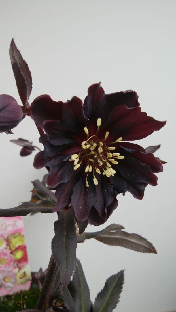 クリスマスローズ『ブラックマジック』大苗 蕾10個以上 広瀬園芸