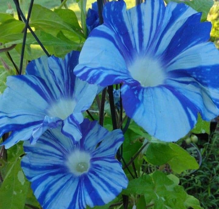 日本朝顔 天の青涼の種 - メルカリ