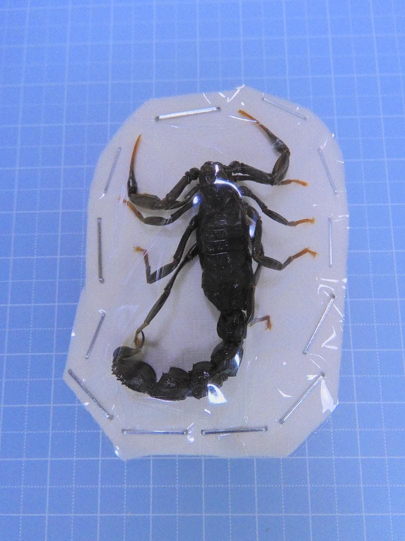 エジプト産　猛毒サソリ　約55mm 静岡県内で発見！特定外来生物のマダラサソリ！: 加藤英明の「静岡