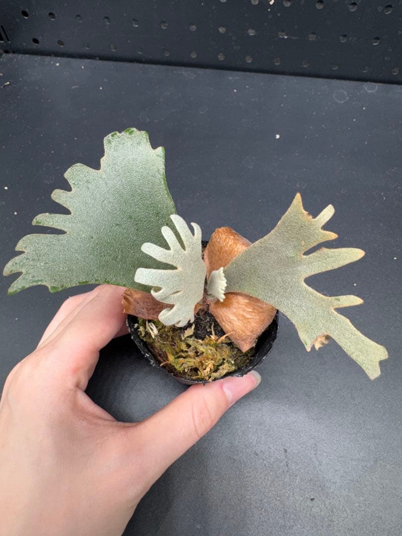 ビカクシダ YMDS Totoro HHRナーセリータグ付け #113 - メルカリ