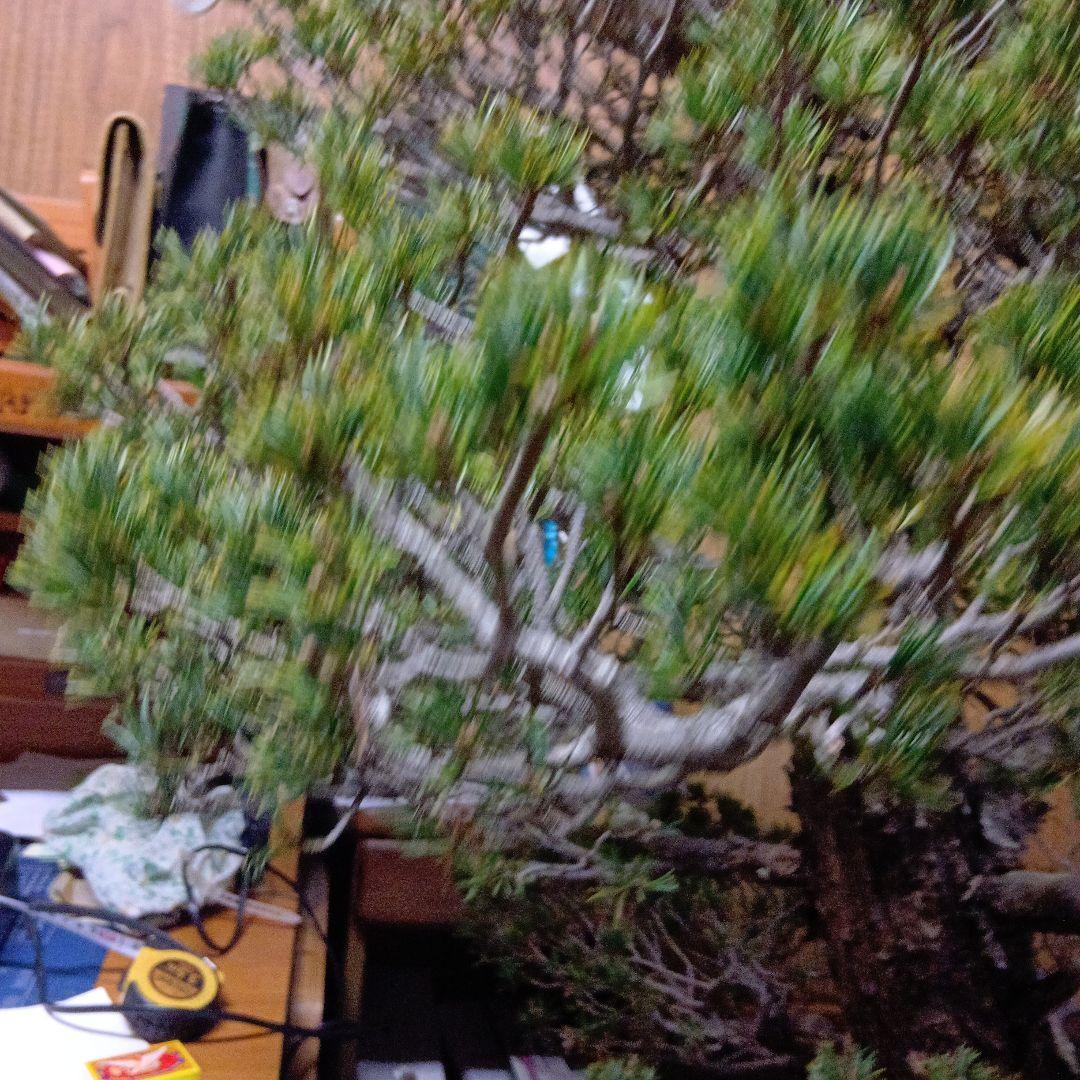 瑞祥か九重松（幹根元直径約15センチ）盆栽持ち込み古い - メルカリ