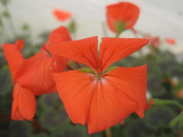 ナオコ様専用ジャンボゼラニウム苗 オレンジ 3個セット ヤマト宅配便