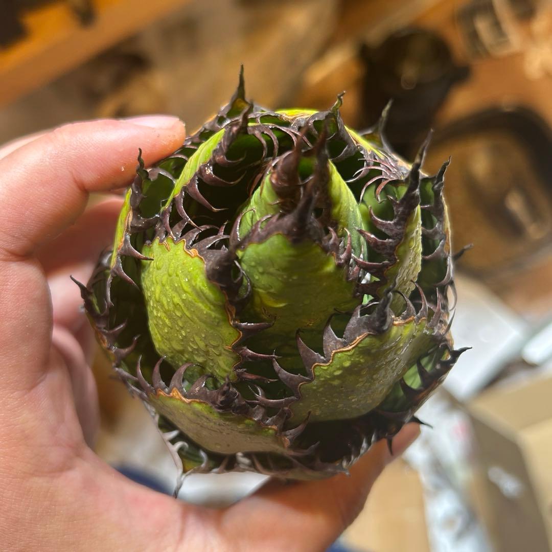 アガベ ホリダ 陽炎 S級選抜株 ボールタイプ ドワーフ 優良血統 直子