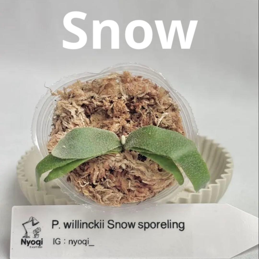 【メルカリ便】P. Willinckii (spore) 【48】 P. willinckii spore - メルカリ