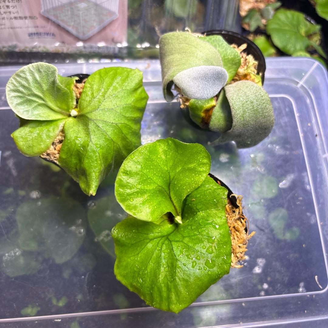 ビカクシダ 胞子培養 - メルカリ