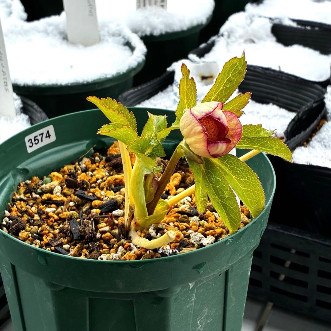 ぽ*た様 3574☘️蕾花タグ付き☘️超極上☘️超希少⭐️SD⭐️蜃気楼⭐️大木