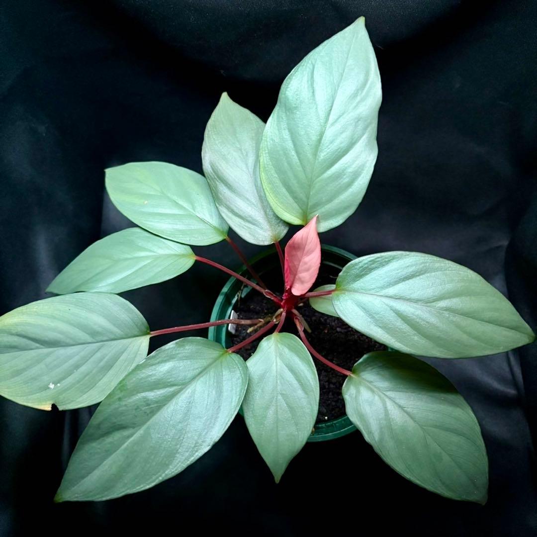 ホマロメナ sp シルバームスカ 正規タグ付き 2026年最新】ホマロメナ Homalomenaの人気アイテム - メルカリ