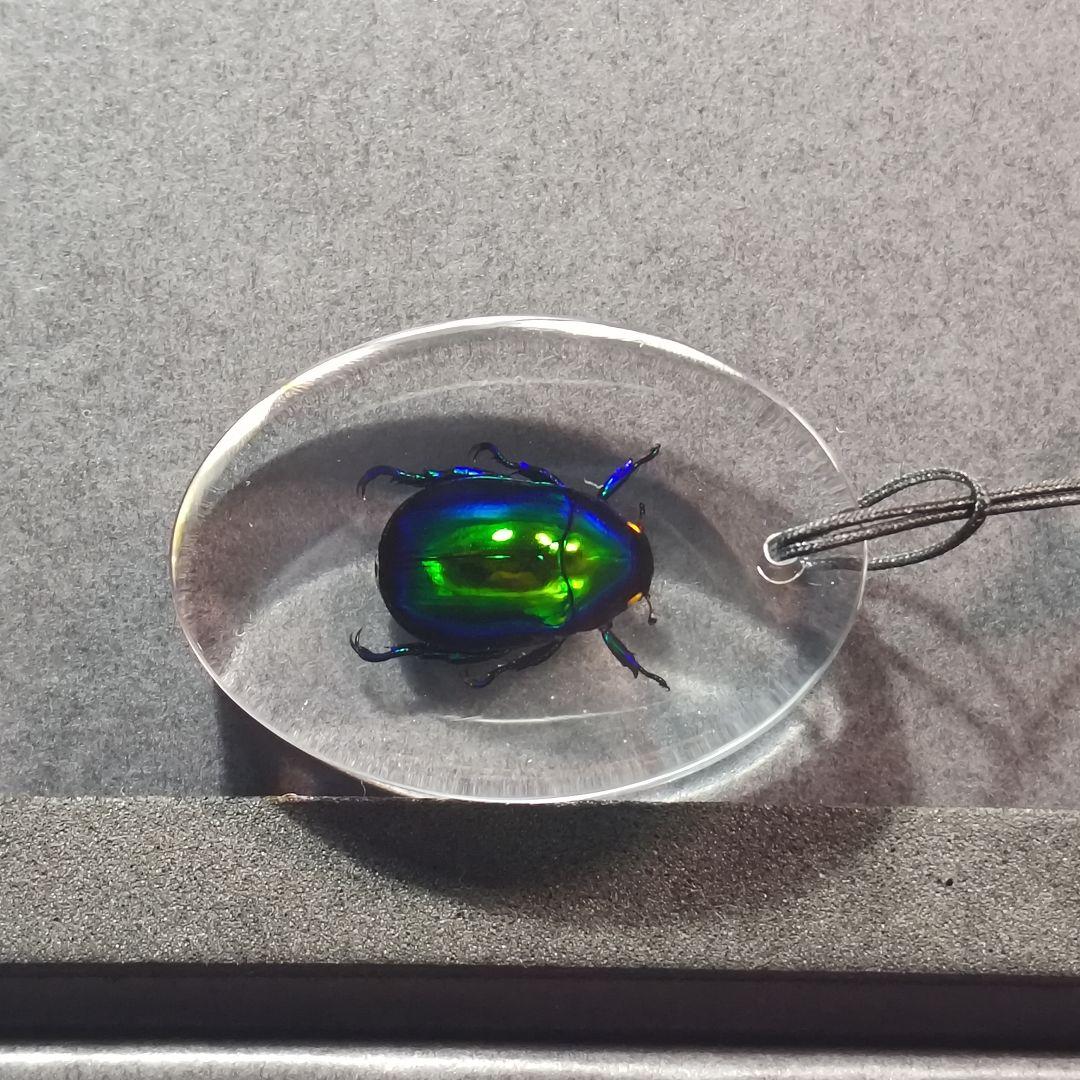 せぼっと様専用 コガネムシ レジン封入標本 - メルカリ