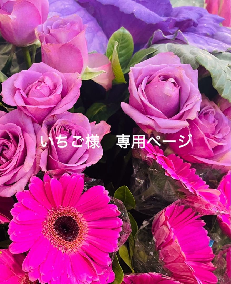 いちご 朝採り 完熟 いちご 【青森県産いちご 立夏JUICY 240g以上×2パック