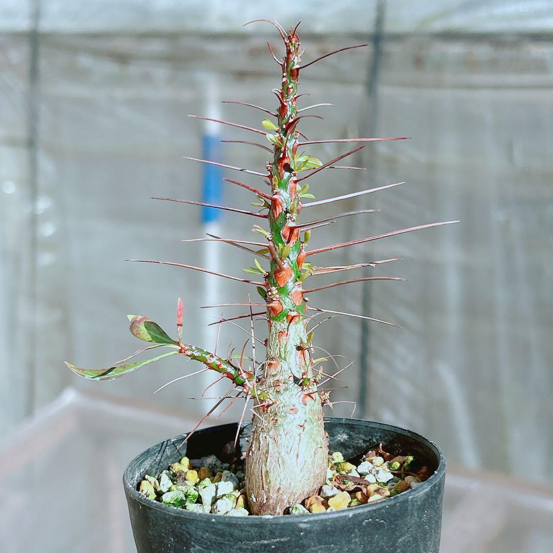 【早い者勝ち★国内実生株！】　フォークイエリア　プルプシー　鉢のまま発送　95