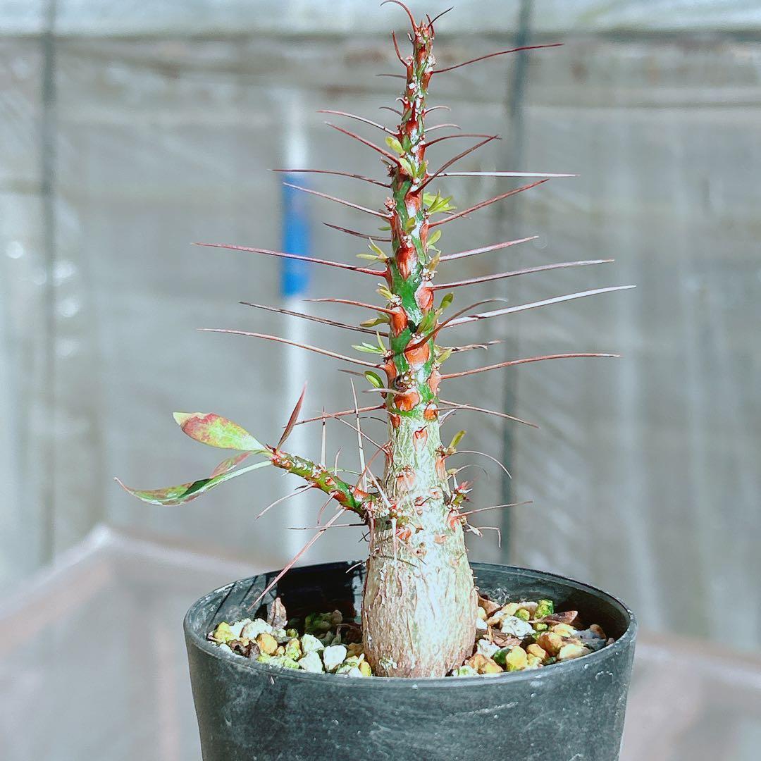 【早い者勝ち★国内実生株！】　フォークイエリア　プルプシー　鉢のまま発送　95