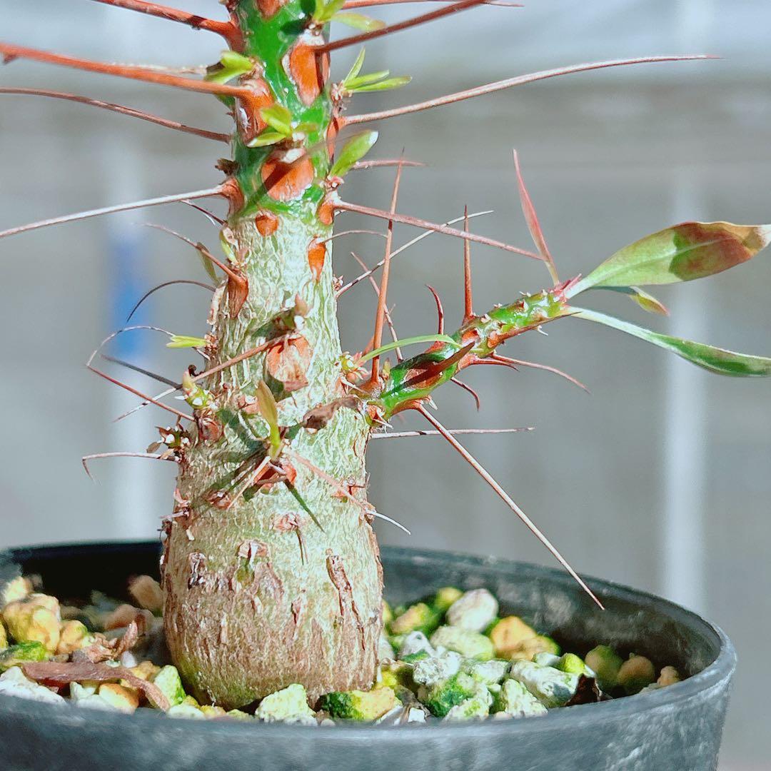 【早い者勝ち★国内実生株！】　フォークイエリア　プルプシー　鉢のまま発送　95