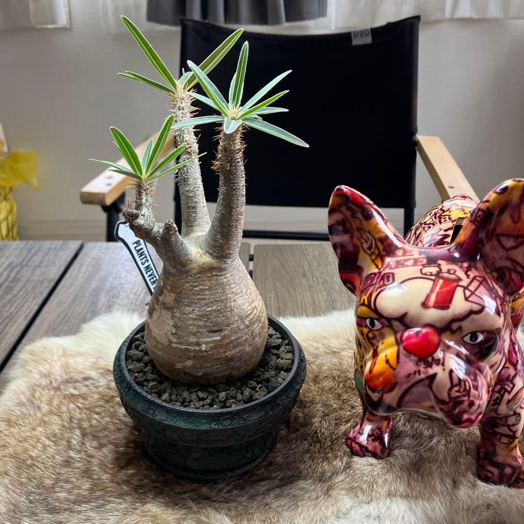 パキポディウムグラキリス鉢付き - メルカリ