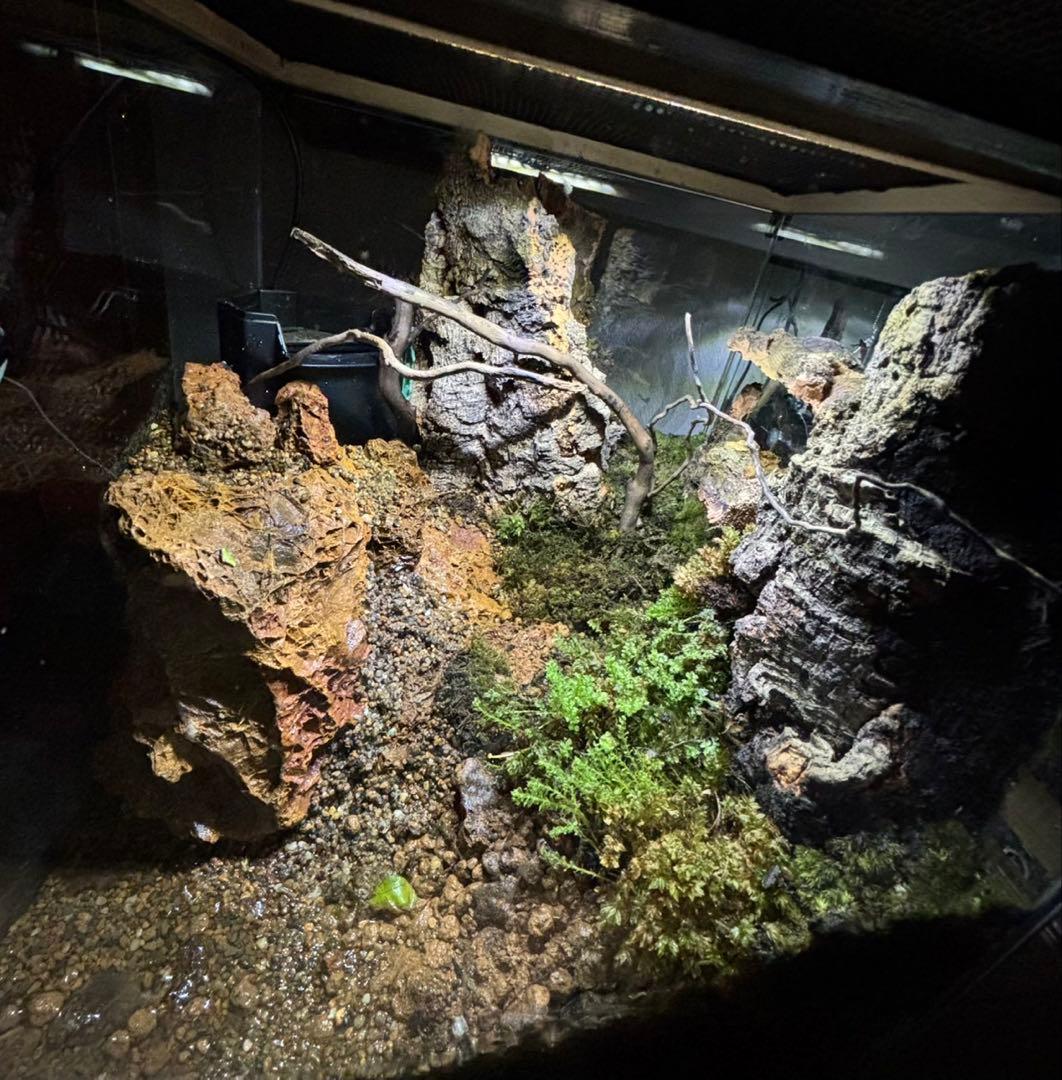滝の流れるアクアテラリウム】 30cmキューブガラス水槽レイアウト