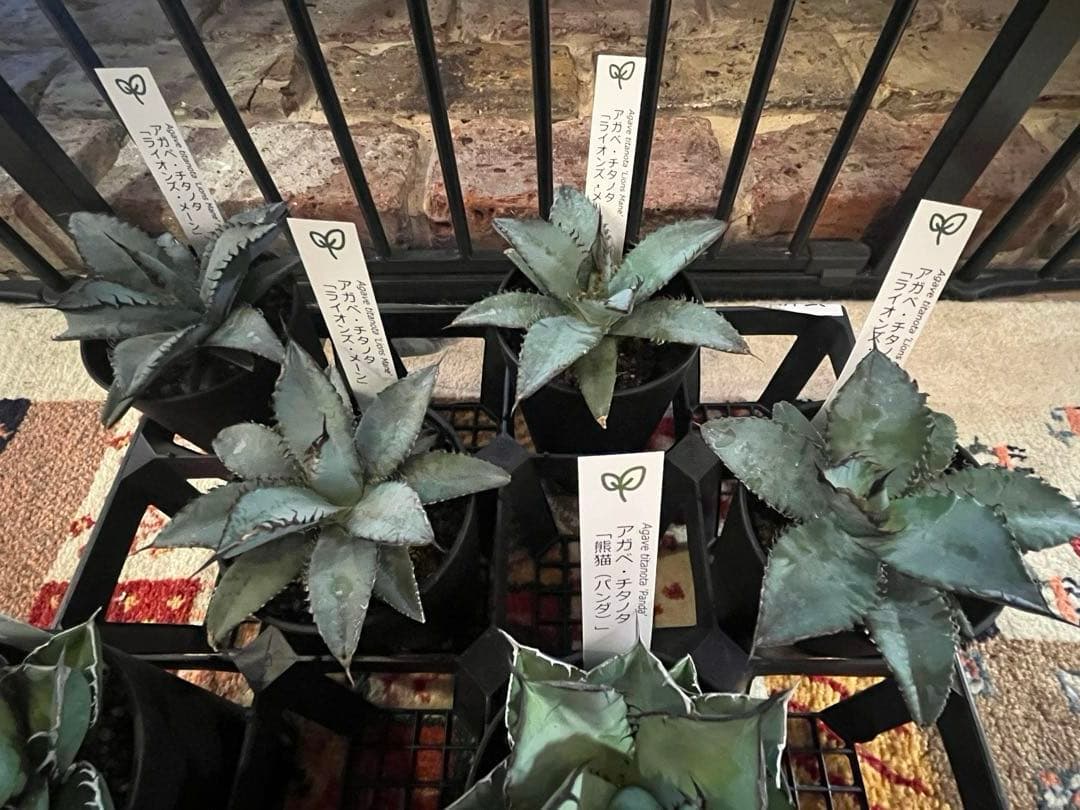 ワン太郎様専用アガベ 9個セット販売 シーザー パンダ ライオンズ