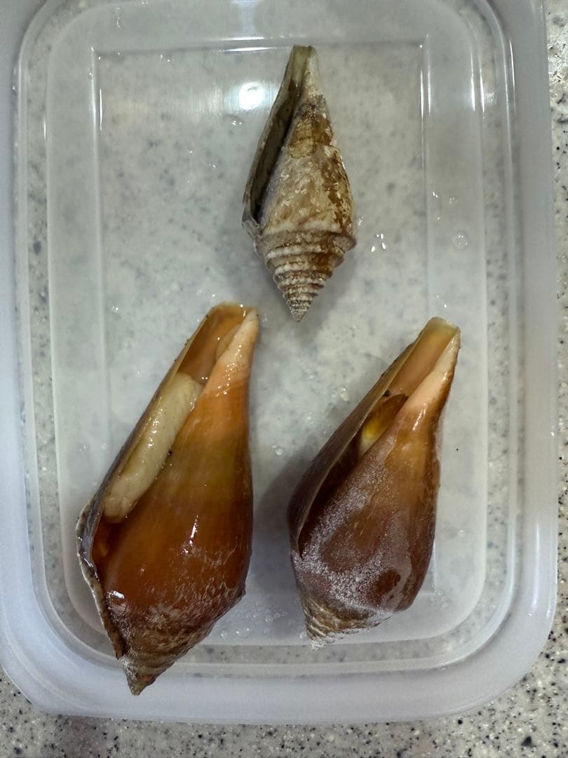 鬼*管様 貝 Amazon.co.jp: レゴ (LEGO) ニンジャゴー ガーマドンのシャークメカ