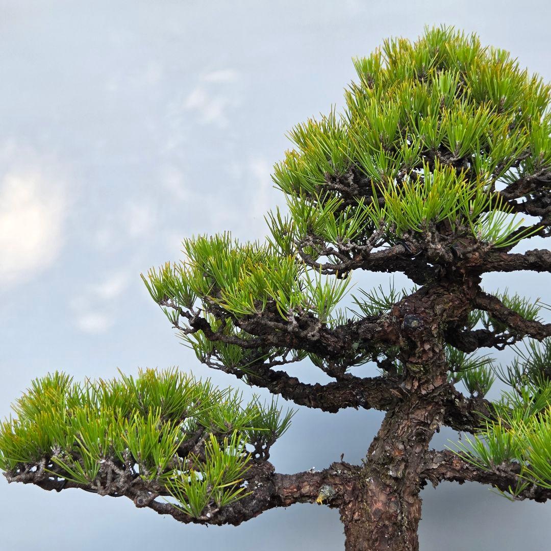 黒松 [模様木] 大品盆栽 - メルカリ