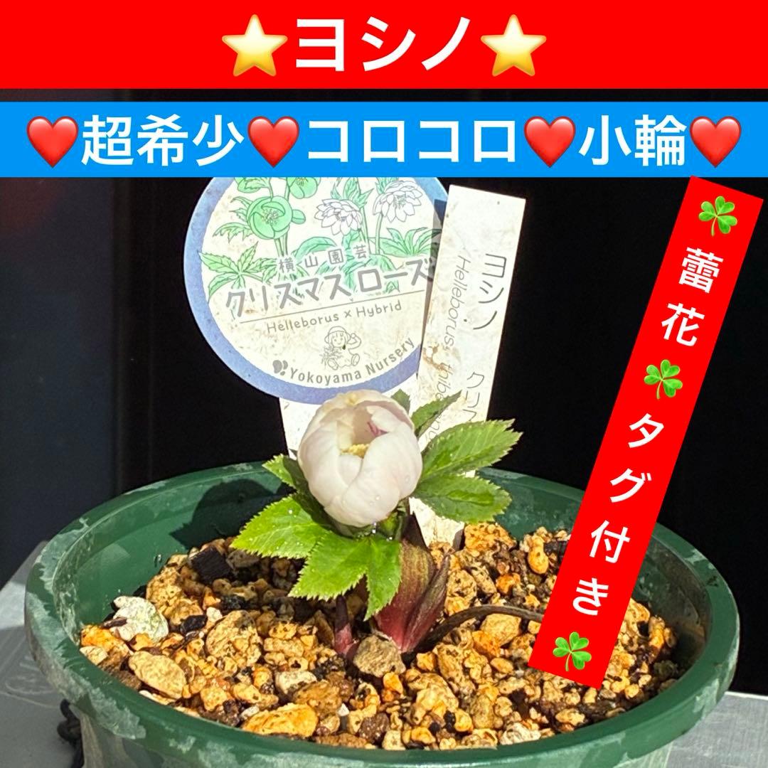 ガ*ル様 3499❤️超希少❤️コロコロ❤️小輪❤️☘️蕾花、タグ付き☘️⭐️ヨ $4❌