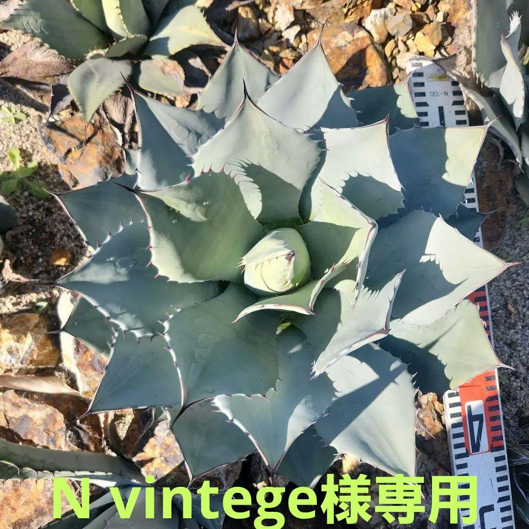 アガベ・パリートランカータ A.parryi var. truncata medio-picta アガベ パリー トランカータ 黄中