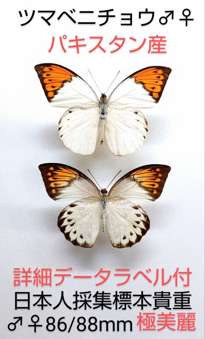 ツマベニチョウ♂♀標本★ パキスタン産★激レア産地貴重日本人採集標本美麗 昆虫標本 蝶の標本 ツマベニチョウ アクリルフレーム 白 : ソプラノ